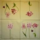 154 Tulpen - 3-lagig - (creme)